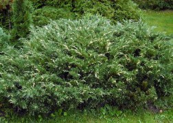 Juniperus sabina variegata / Tarka nehézszagú boróka